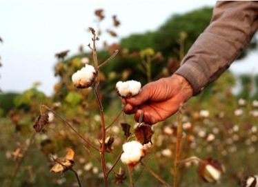 Bavlník - bavlna u Wolfky
